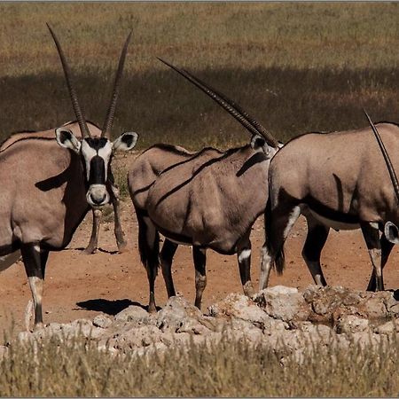 Oryx Guesthouse Oranjemund エクステリア 写真